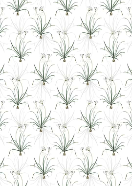 Allium Fragrans Pattern
