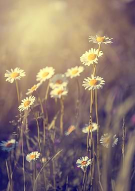 Wild spring meadow, macro