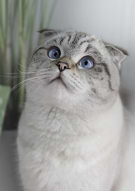 Cat Cats Feline Kitty