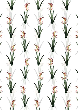 White Antholyza Aethiopica