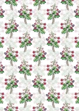 White The Chinese Primrose