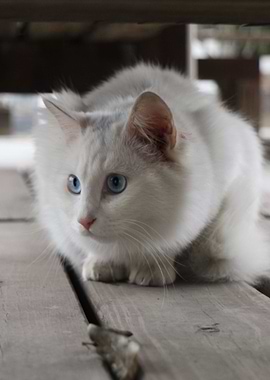 Cat Cats Feline Kitty