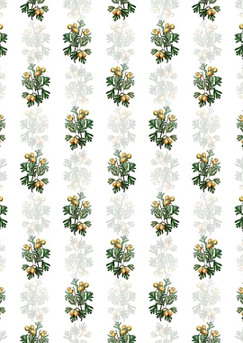 White Aronia Thorn Flower