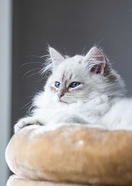 Cat Cats Feline Kitty