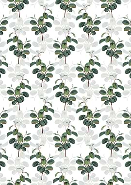 Alpine Buckthorn Plant