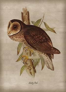 Sooty Owl