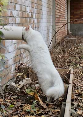 Cat Cats Feline Kitty