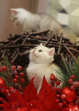 Cat Cats Feline Kitty