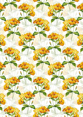 White Lychnis Grandiflora