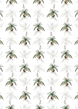 Lachenalia Lanceaefolia