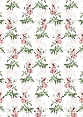 White Common Rose of India