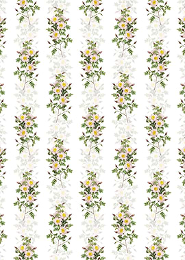 Thornless Burnet Rose