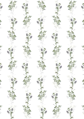 White Spanish Clover Bloom