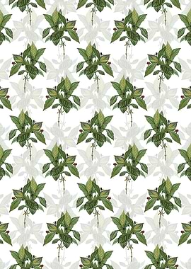 Alpine Honeysuckle Plant