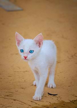 Cat Cats Feline Kitty