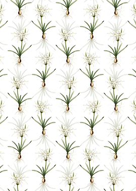 Streambank Spiderlily