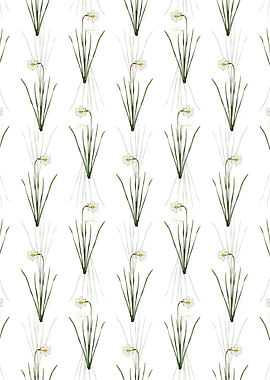 Narcissus Poeticus Pattern
