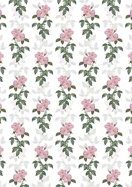 Tea Scented Roses Bloom