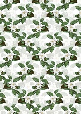 Stewartia Tree Pattern