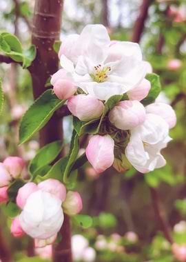 Apple Blossom