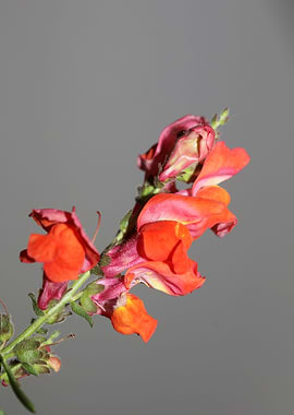 Antirrhinum majus flower