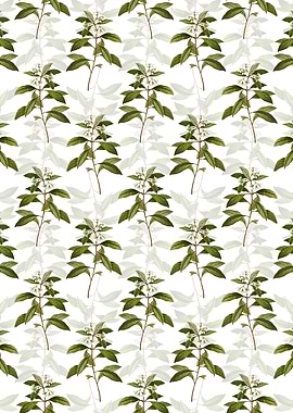 Sweet Pittosporum Branch