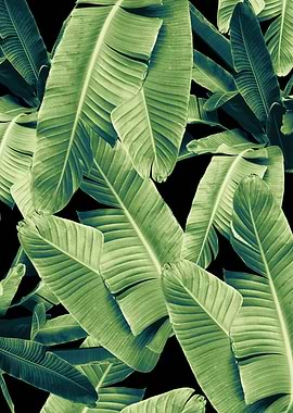 Banana Leaves Night 1