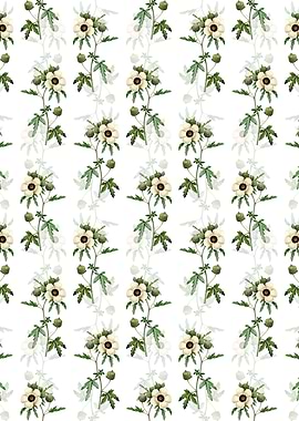 Venice Mallow Pattern