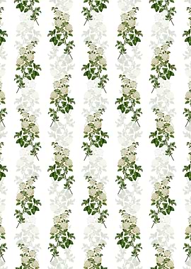 Germander Meadowsweet