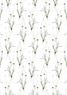 White Allium Carolinianum