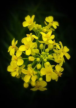 Yellow rapeseed bouquet