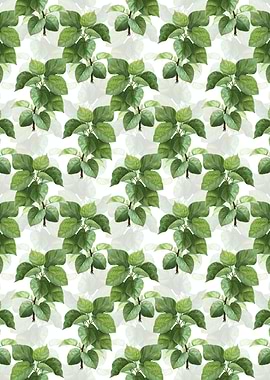 White White Mulberry Plant