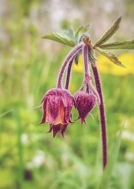 Water Avens