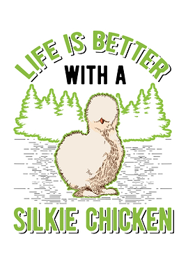 Silkie Chicken