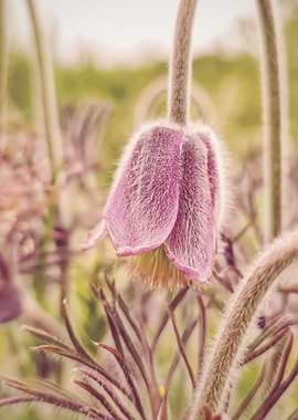 Pulsatilla Pratensis