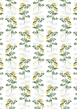 White Scorpion Vetch Plant