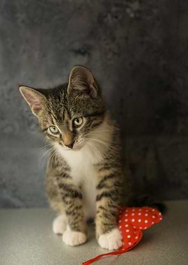 Cat Cats Feline Kitty