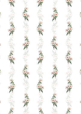 White Wine Stained Godetia