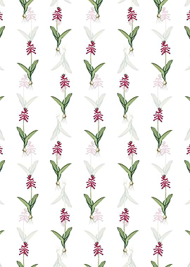 Lachenalia Pendula Pattern
