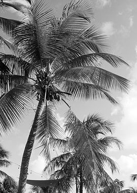 Caribbean Palm Trees Dream