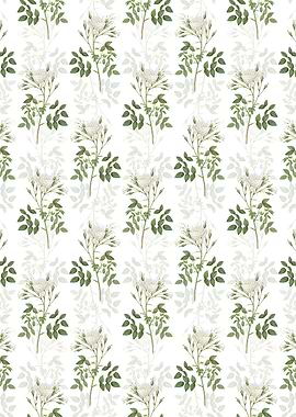 White Rose of Rosenberg