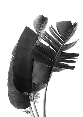 Minimal Banana Leaves 1