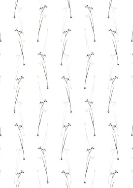 Vieusseuxia Glaucopis