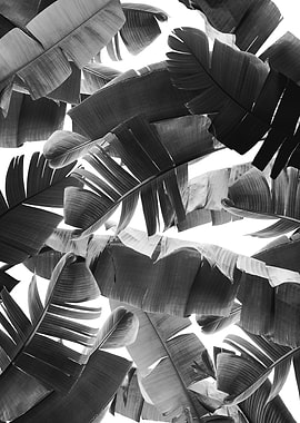 Banana Leaves Summer 3