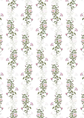 Pink Scotch Briar Rose