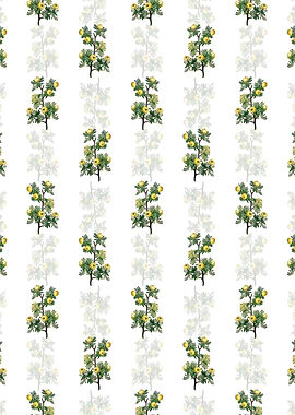 Tansy Leaved Hawthorn