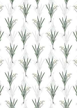 White Gladiolusanthospilus