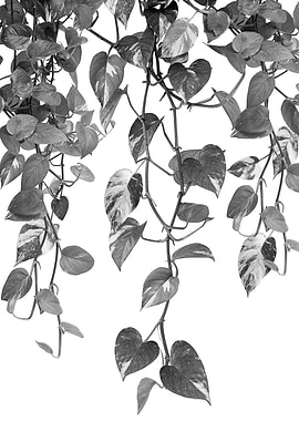 Golden Pothos Ivy Dream 2