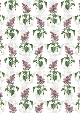 Common Pink Lilac Plant