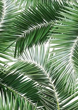 Palm Jungle Pattern 1
